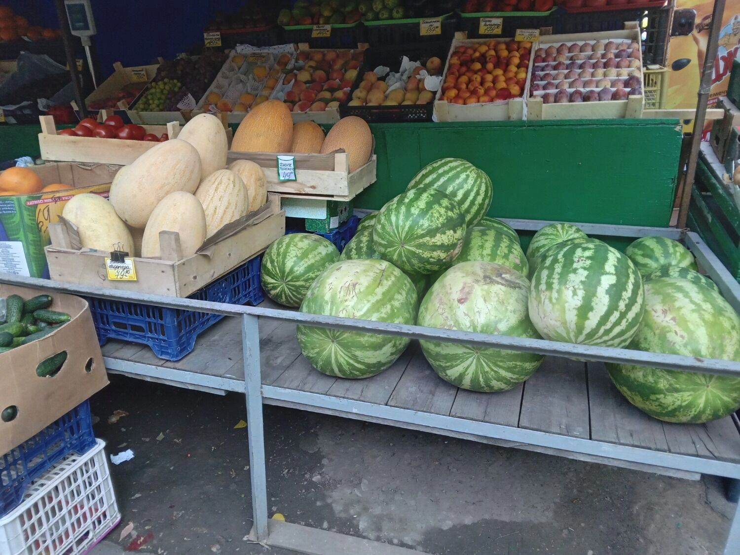 В этом году сезон дынь и арбузов начался рано