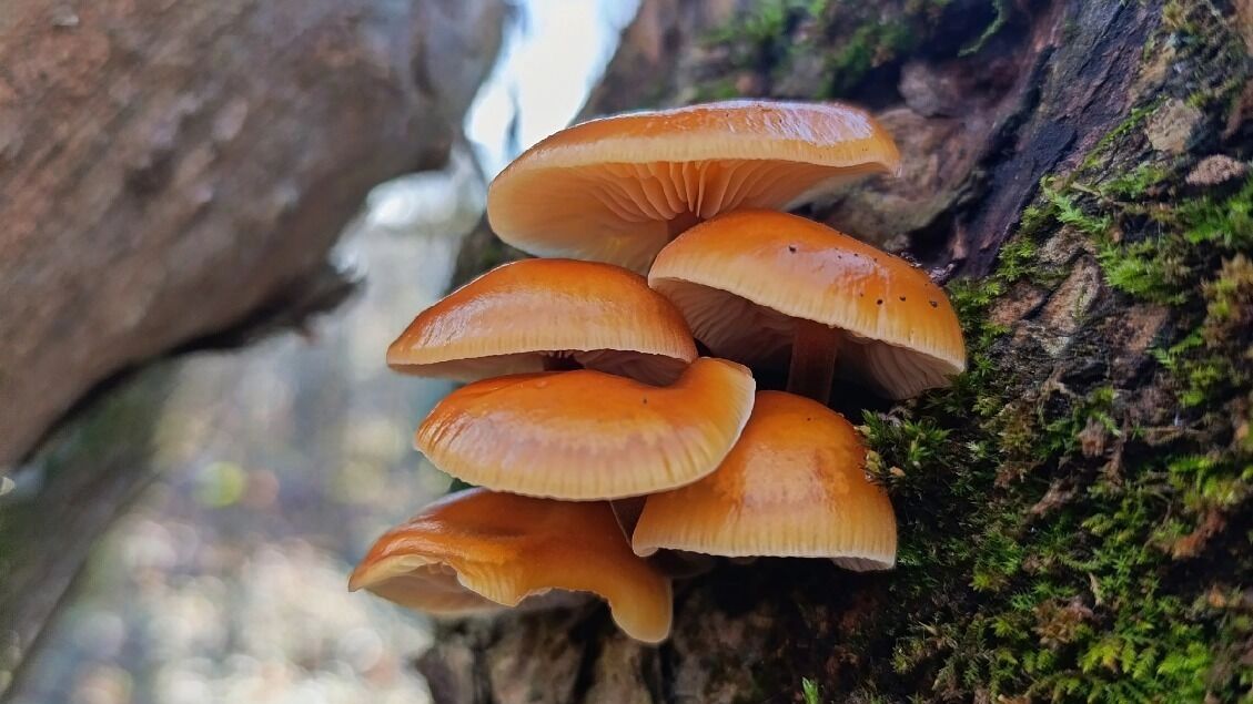 Ноябрьские грибы в Нижегородской области