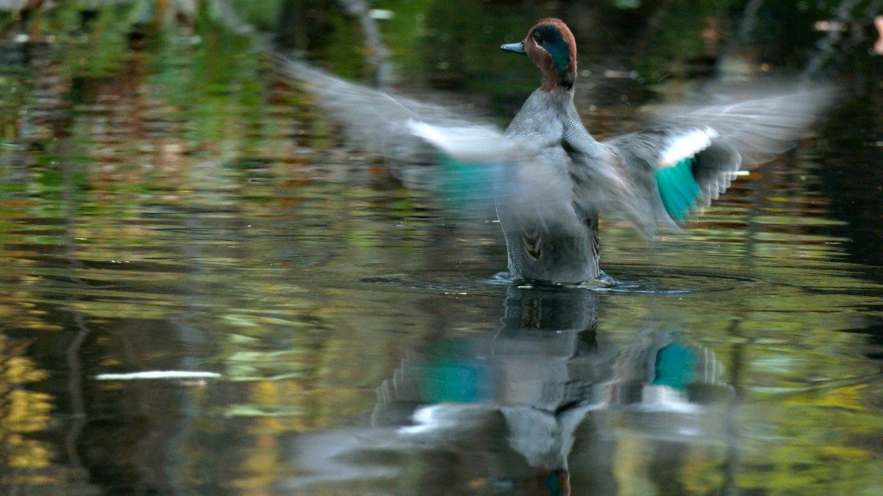 В петербургском парке заметили самых маленьких речных уток-свистунков (фото)