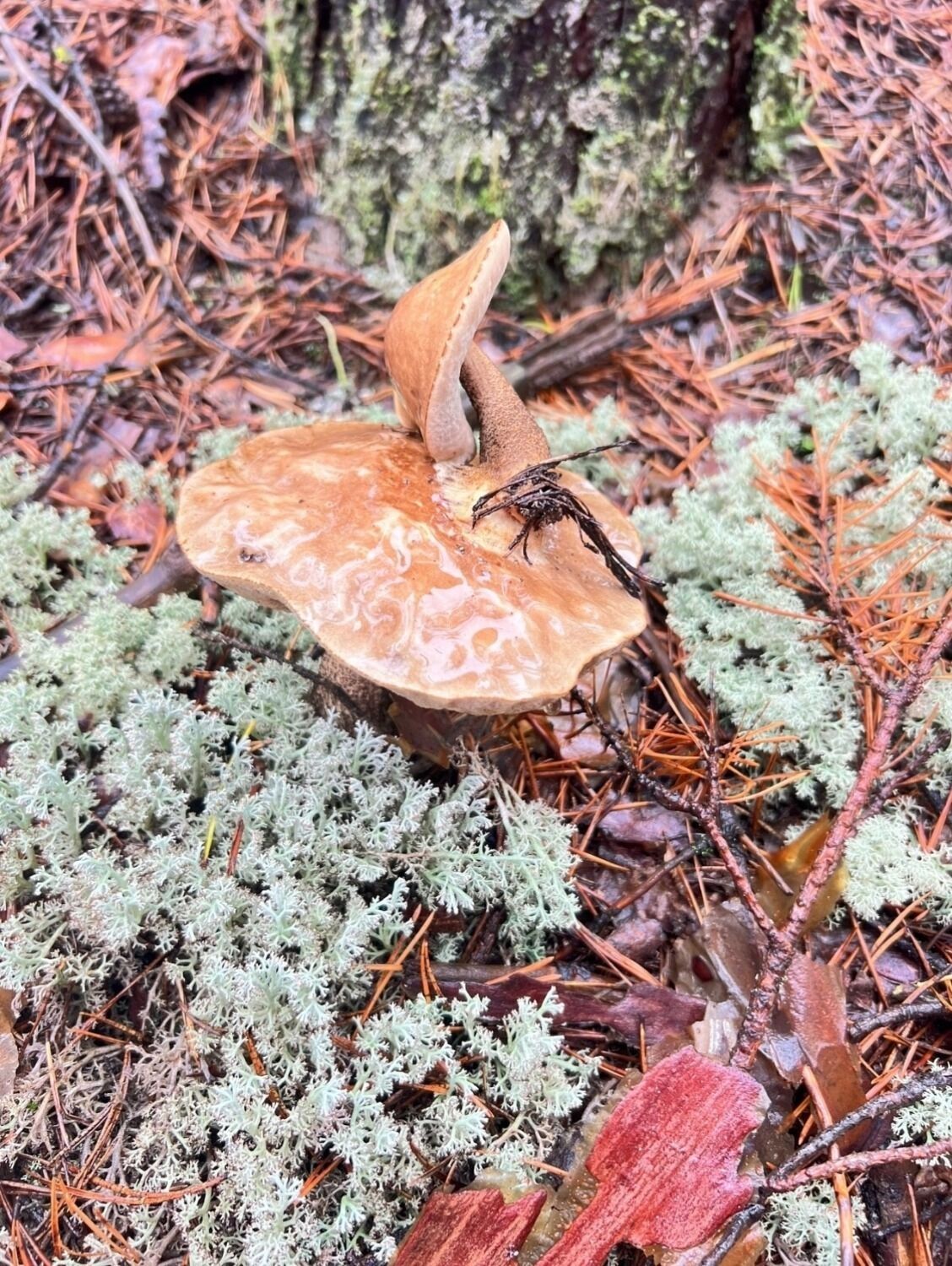 Грибы-уродцы в Нижегородской области