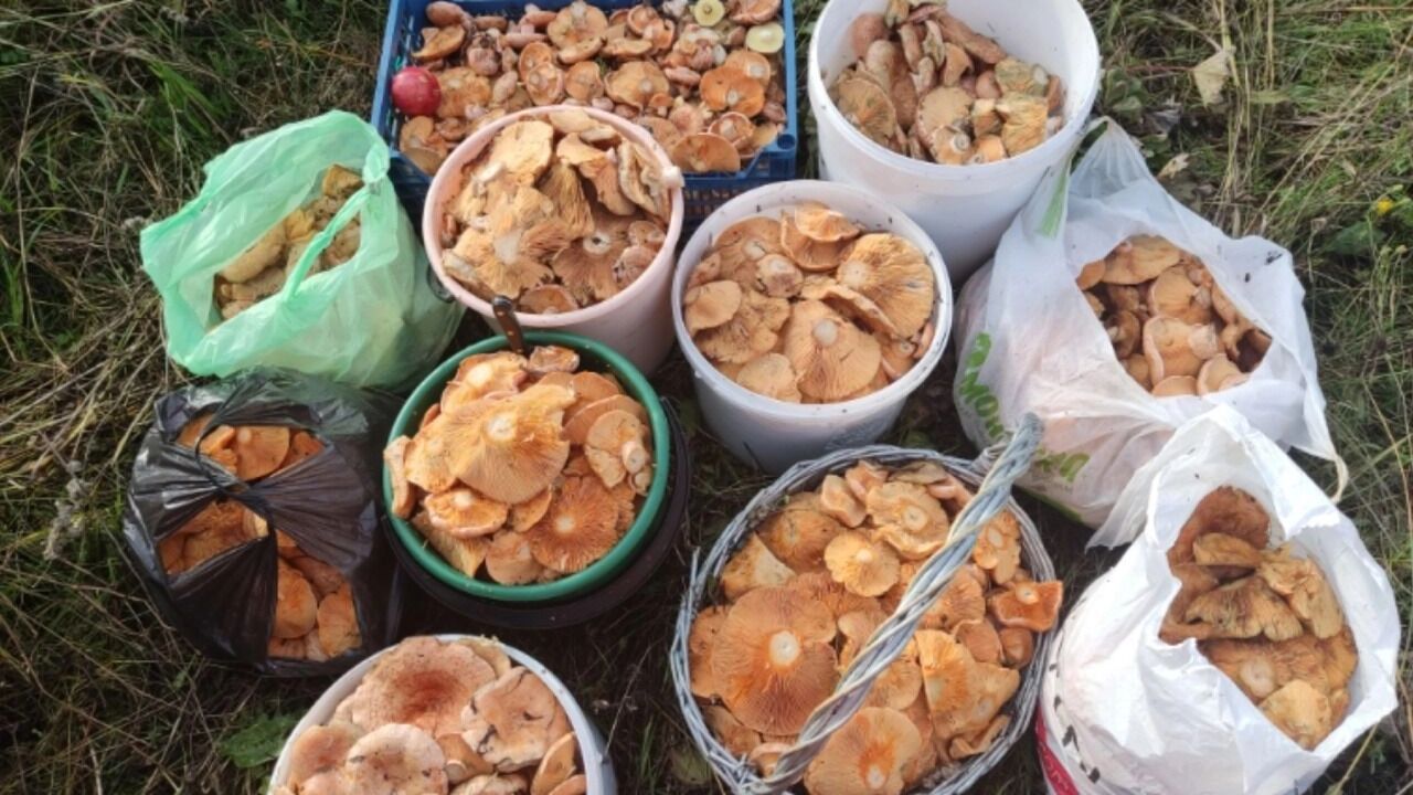 Свердловчане собрали 120 литров грибов за 4 часа
