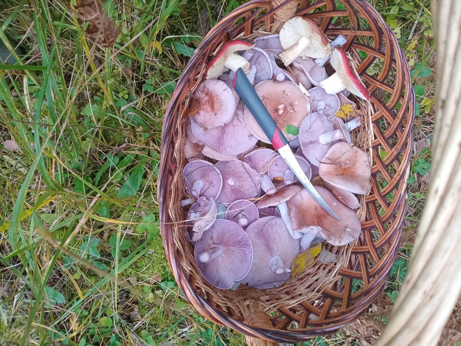 Некоторые виды грибов растут даже поздней осенью