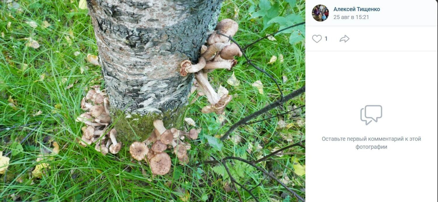 Скромные лесные дары Тевризского района