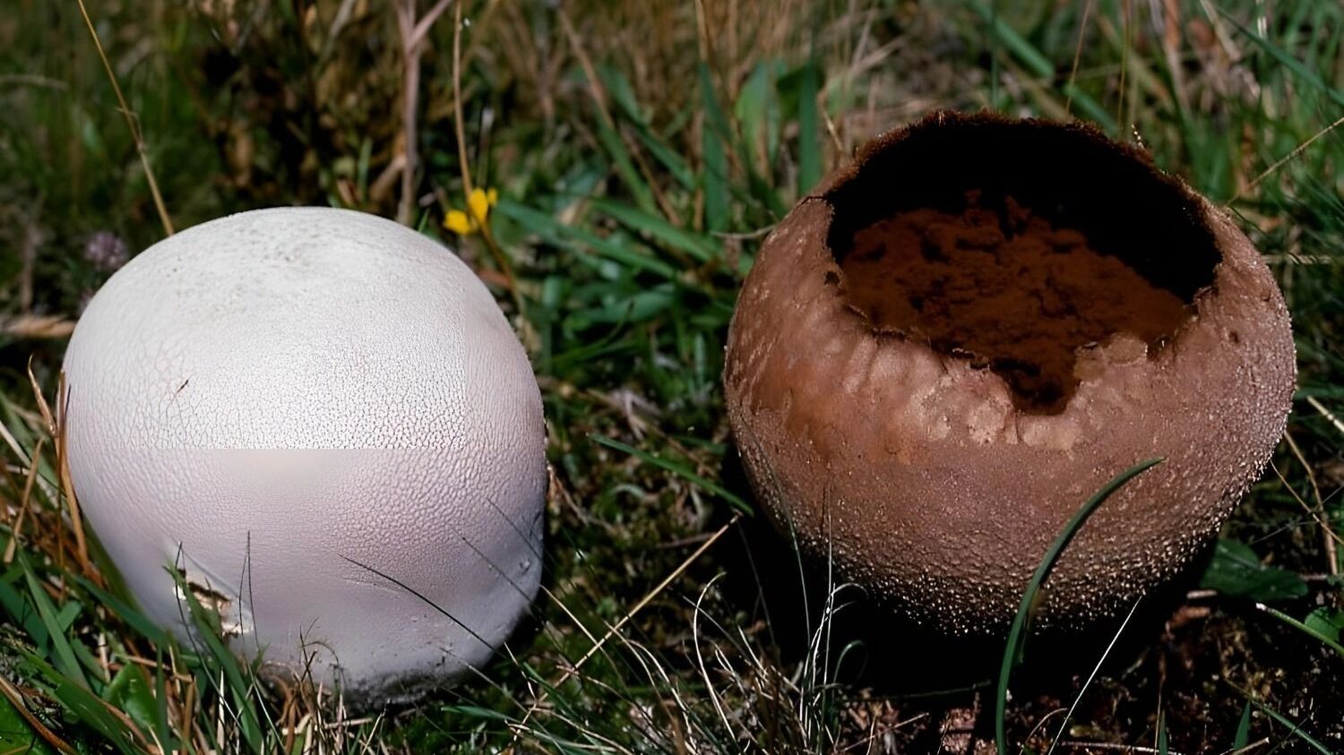 головач мешковидный