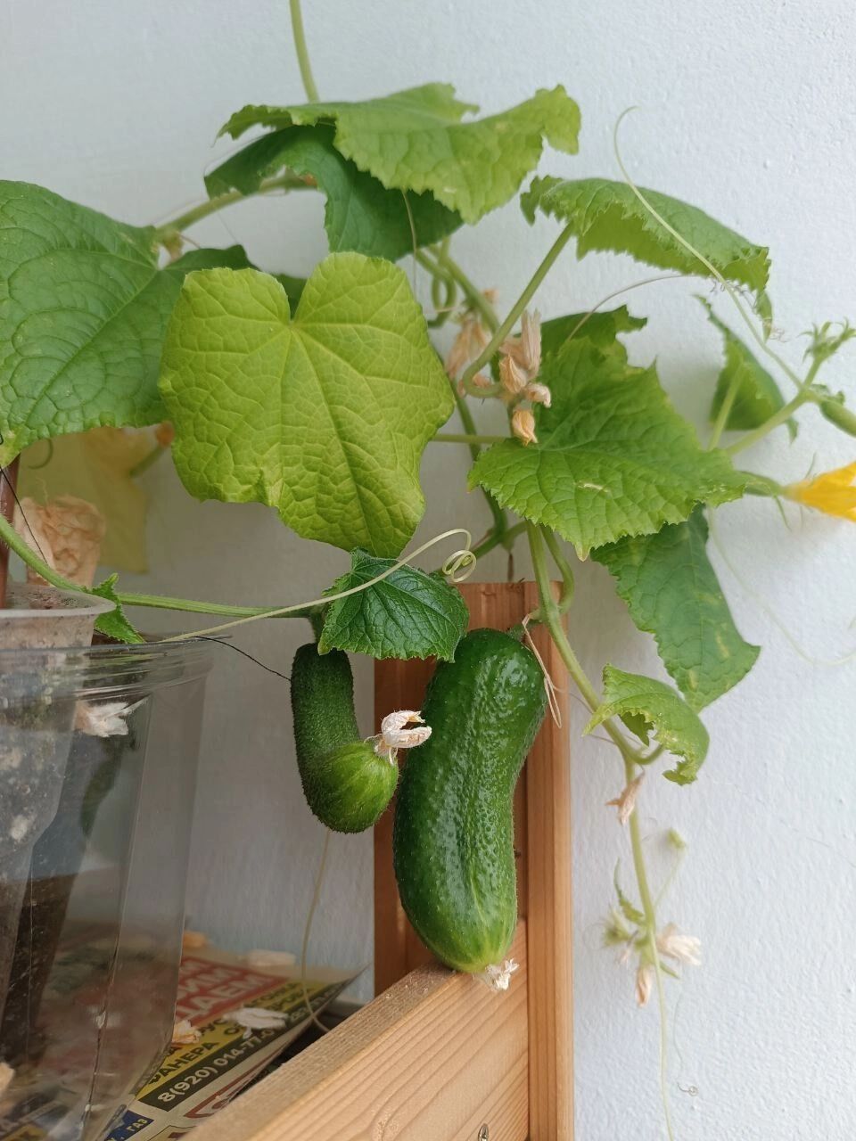 Урожай огурцов в 2024 году