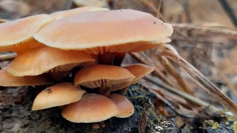 Фламмулина помогает бороться с онкологией