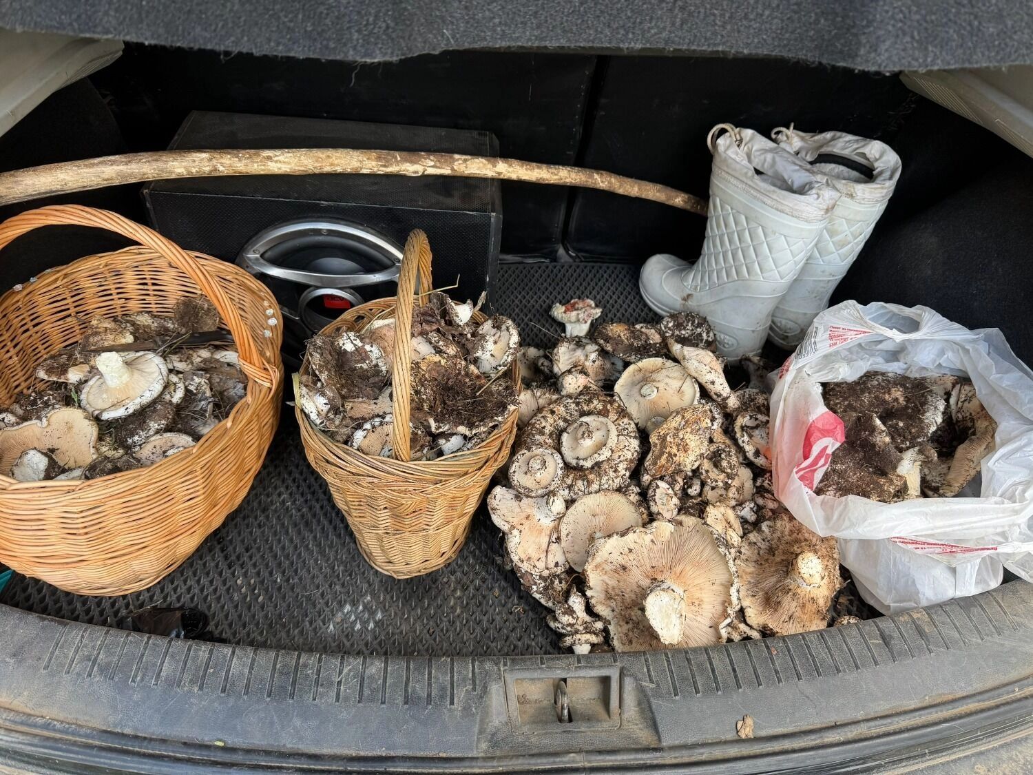 Грибы в Оренбуржье летом