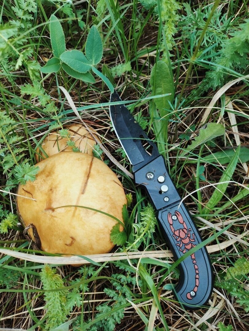 Найденные после дождей грибы