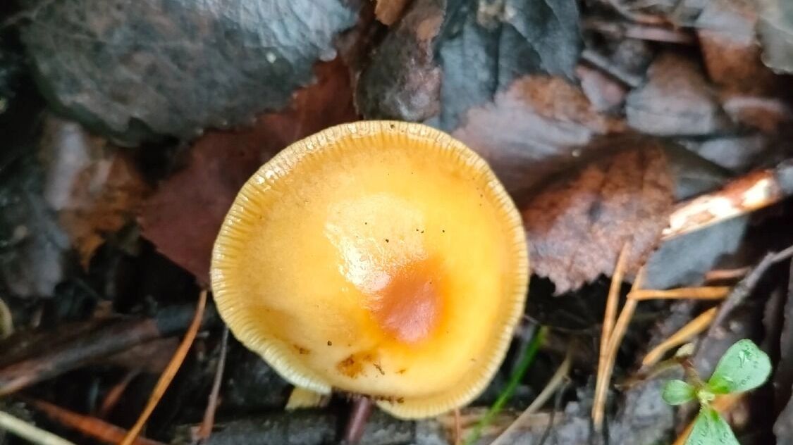 Ноябрьские грибы в Нижегородской области