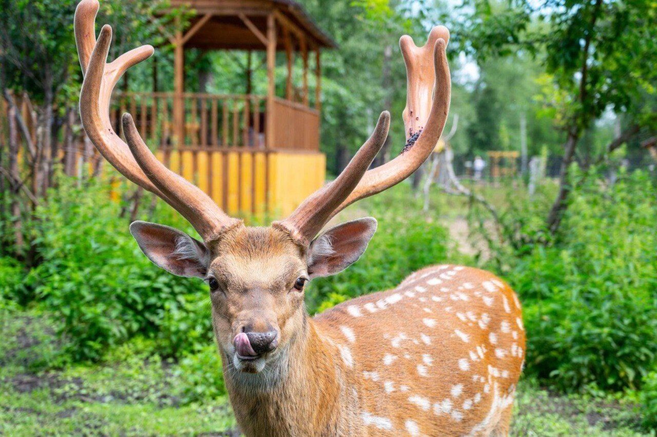 "Старина сибирская"