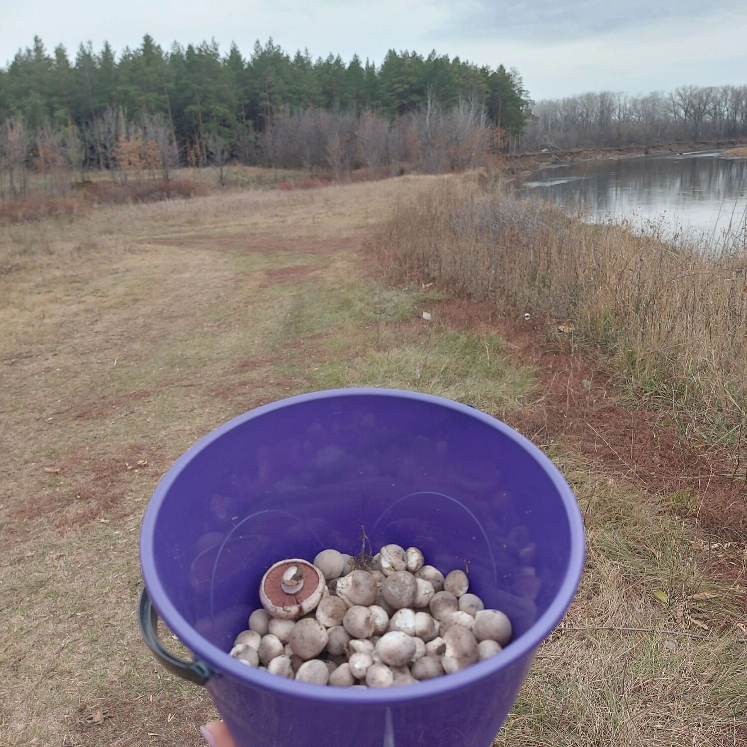 Шампиньоны в Оренбуржье осенью