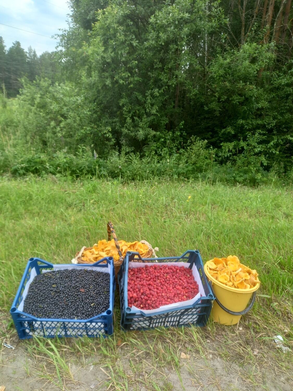 Малина и черника из Семенова