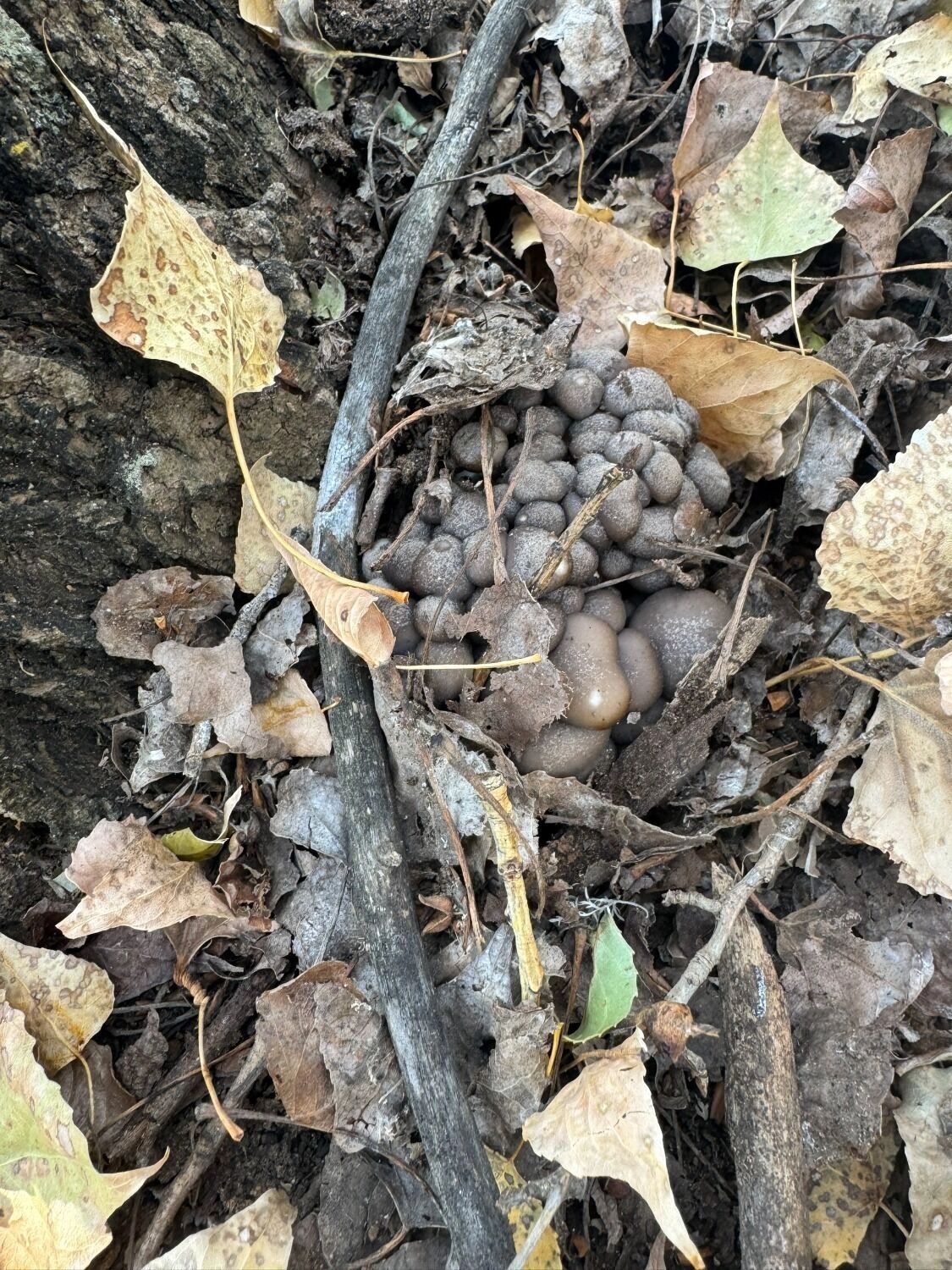 Грибы возле Соль-Илецка