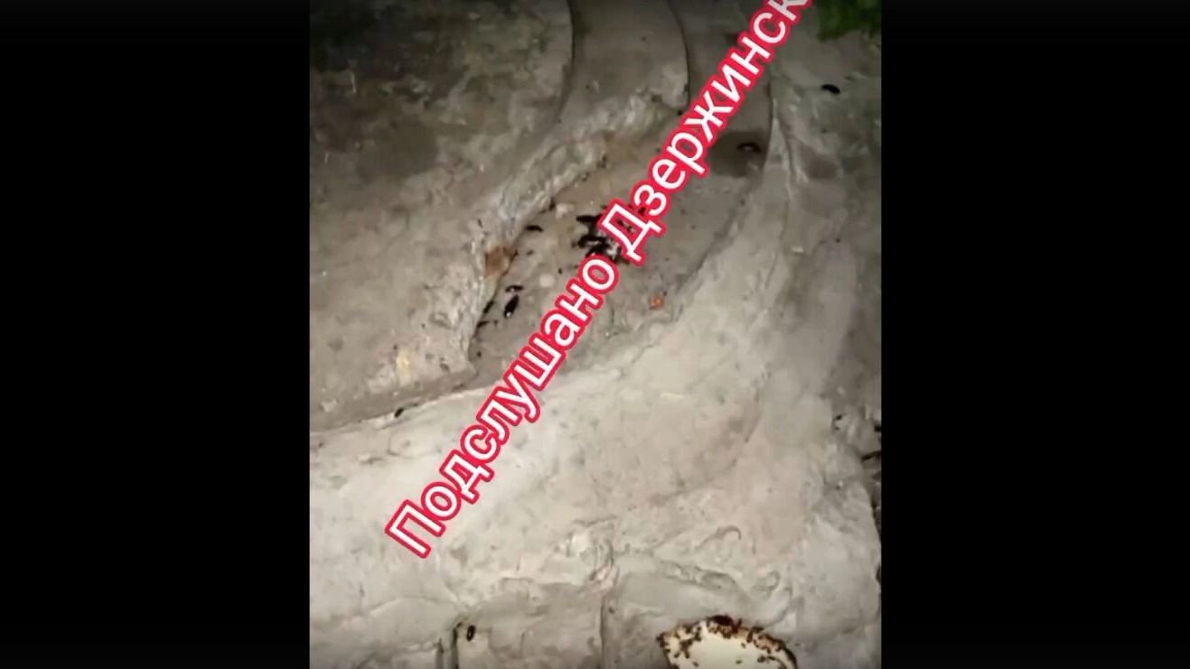 Тараканы в Дзержинске