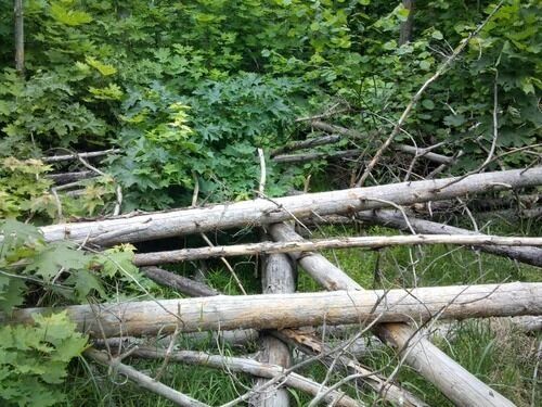 Корневая губка одна из распространенных болезней хвойных лесов Оренбургской области