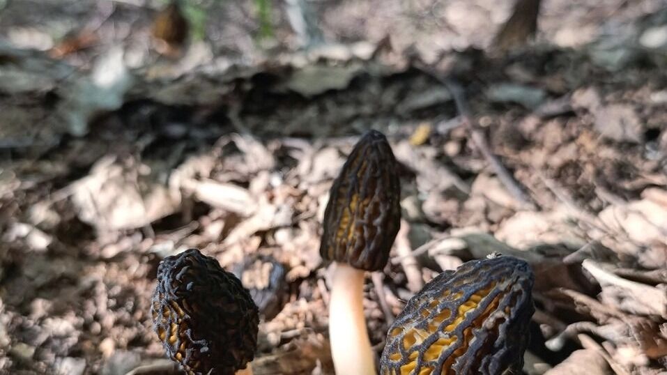 Сморчки в Борском округе