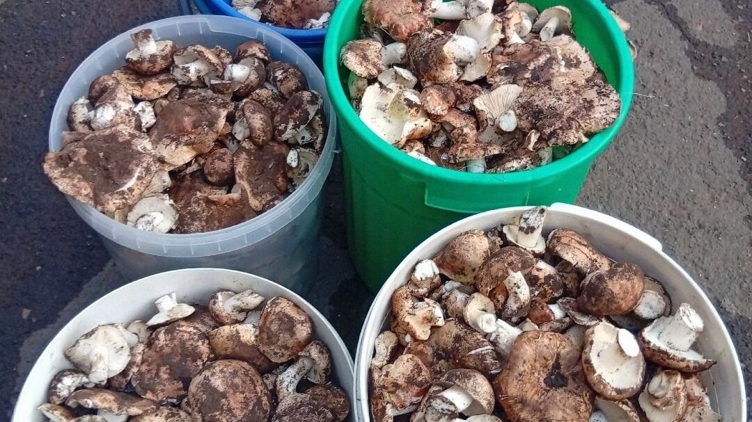 Грибы в Оренбургской области осенью