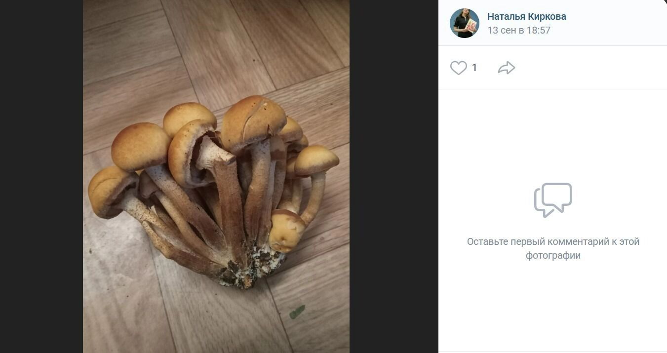 Летние опята, собранные в районе Сыропятского тракта