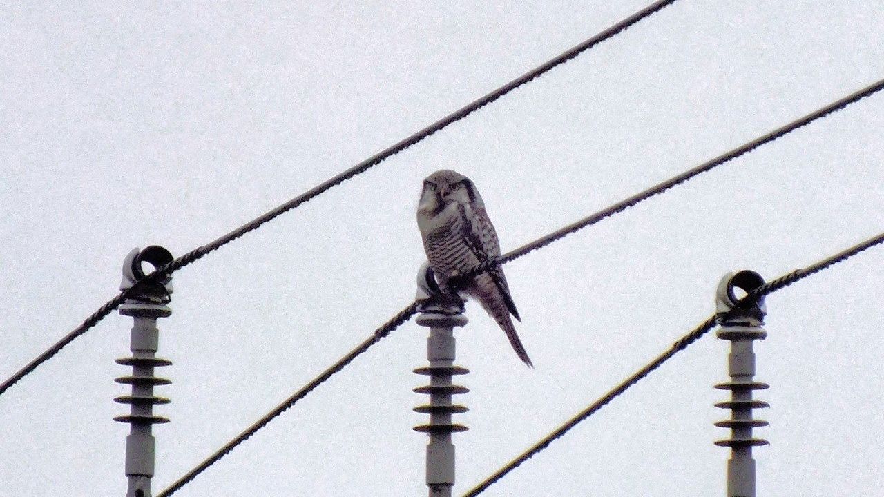 Ястребиная сова, редкий пернатый хищник, попала в объектив в Ленобласти (фото) Ястребиная сова, редкий пернатый хищник, попала в объектив в Ленобласти (фото)
