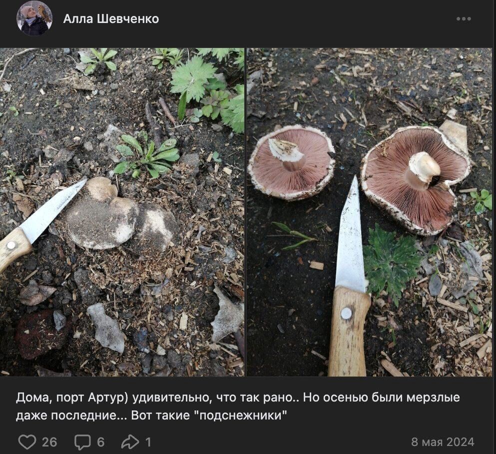 8 мая шампиньоны обнаружили в Порт-Артуре