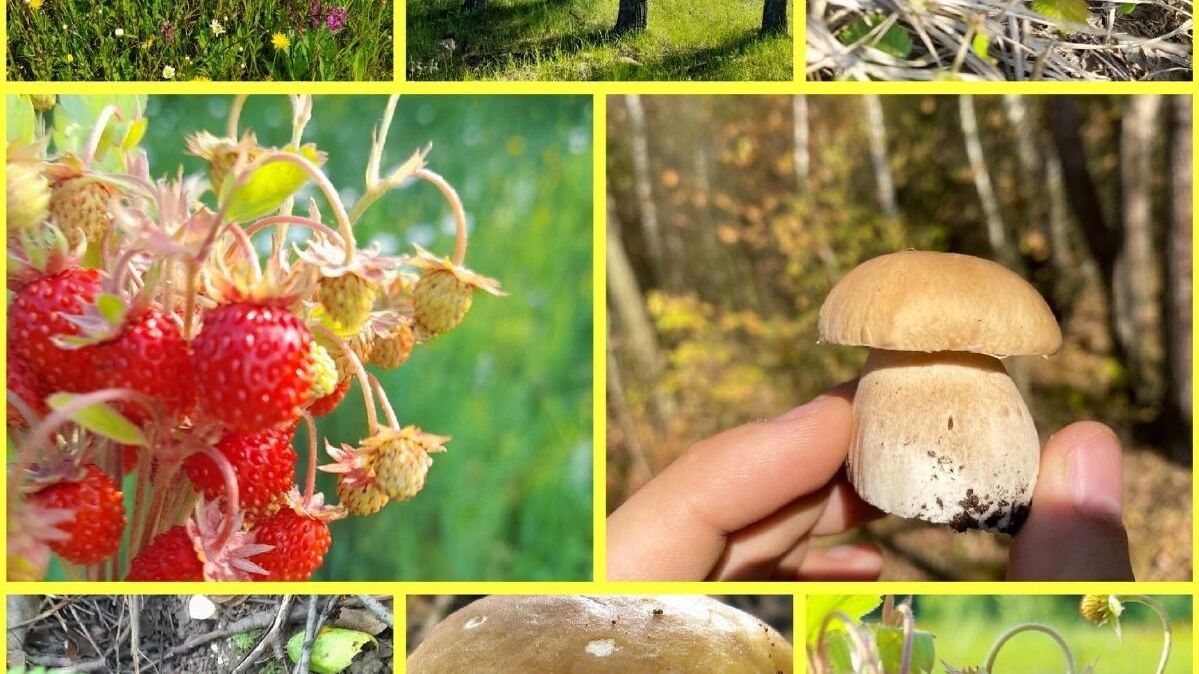 Белые грибы, моховики и пилолистники растут в нижегородских лесах