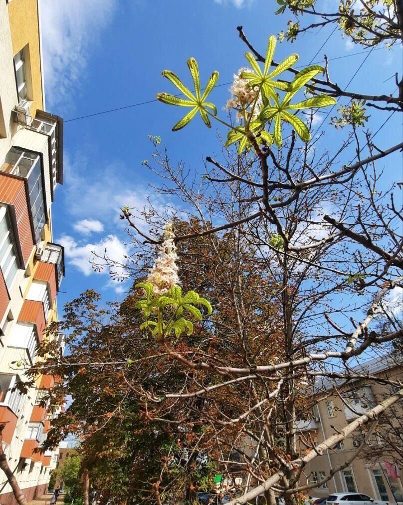 В&nbsp;Белгороде повторно цветёт каштан