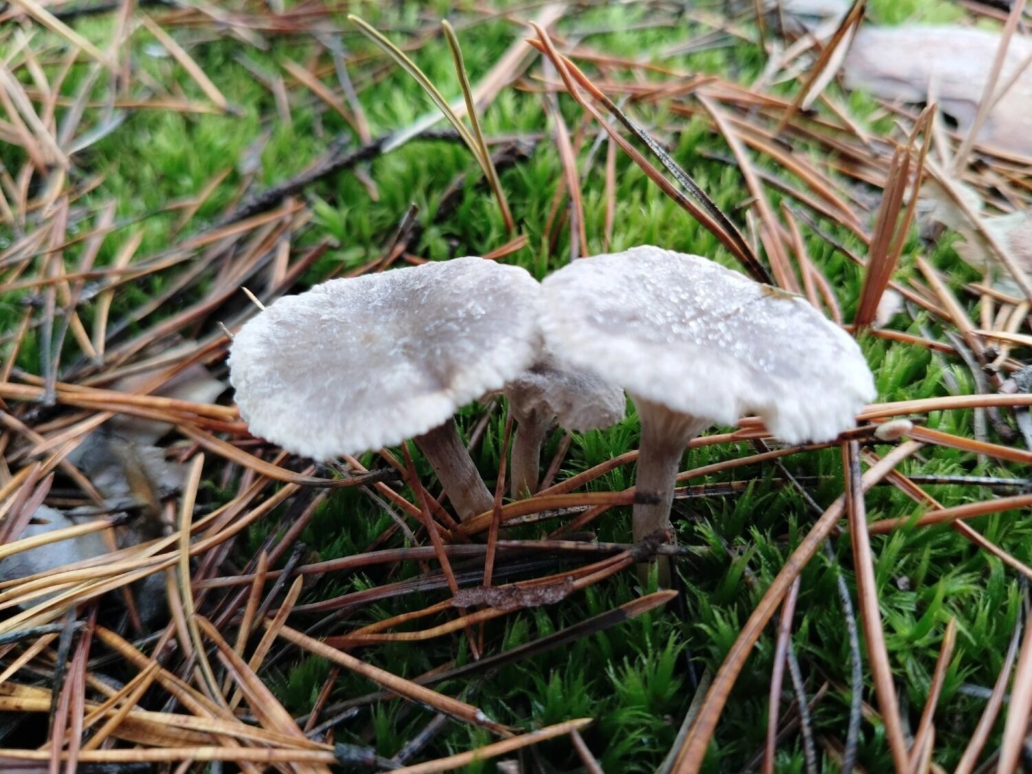Рядовки растут в Нижегородской области в декабре