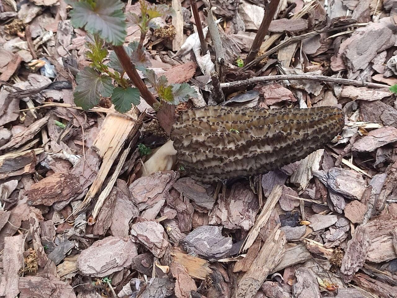 Найденные в Центральном парке грибы