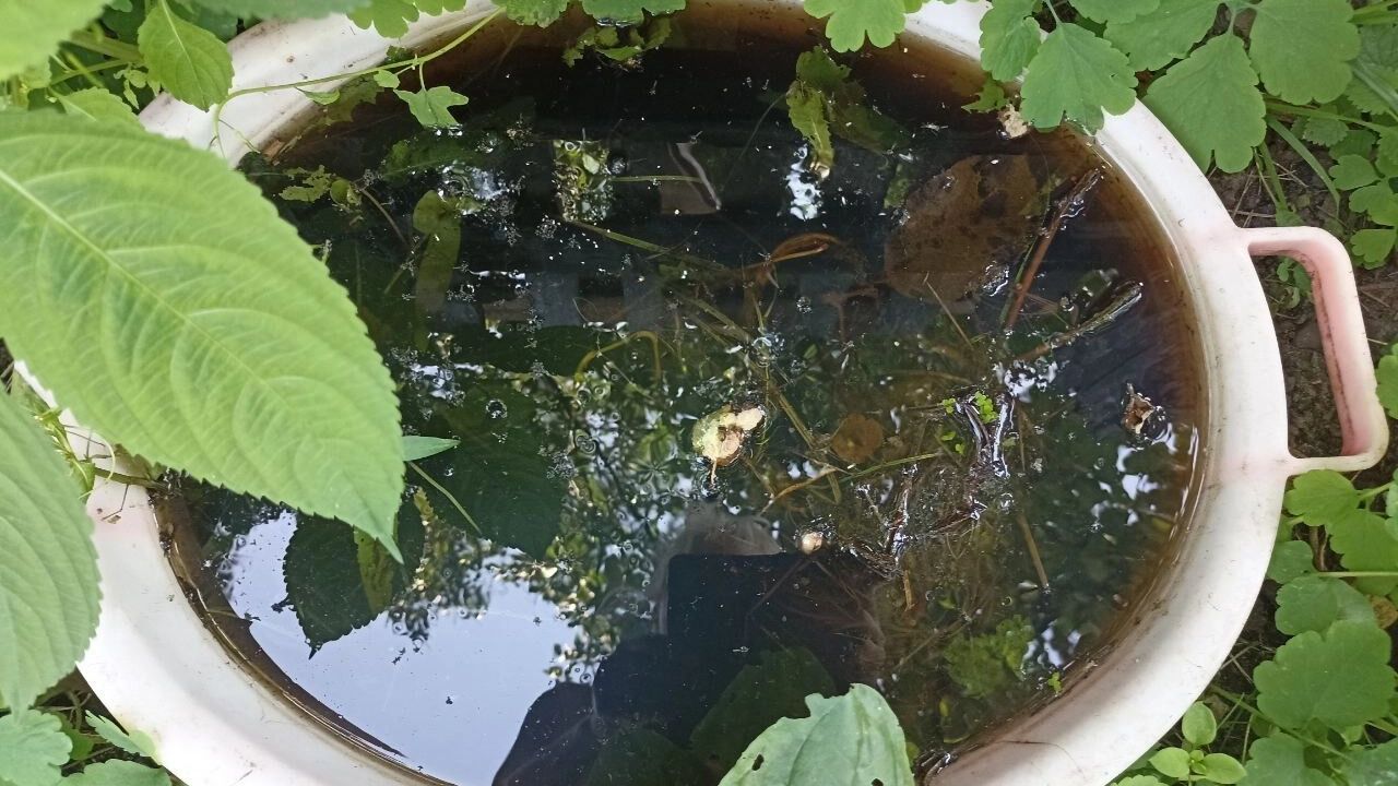 На фото: зеленое удобрение в тазу