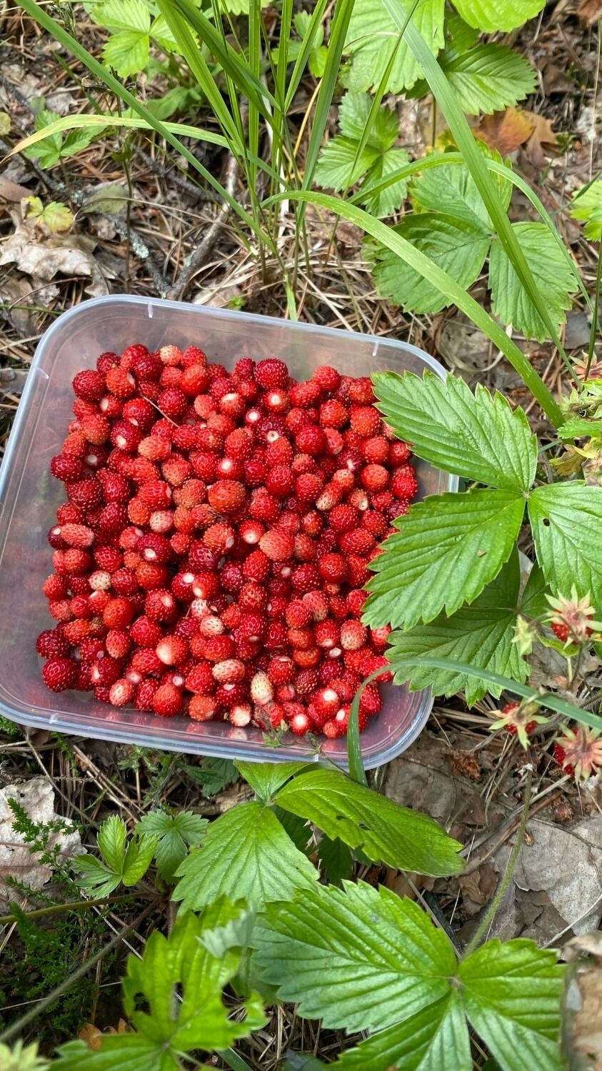 Ягоды в нижегородских лесах