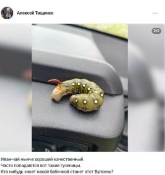 О необычной находке омич сообщил в соцсетях