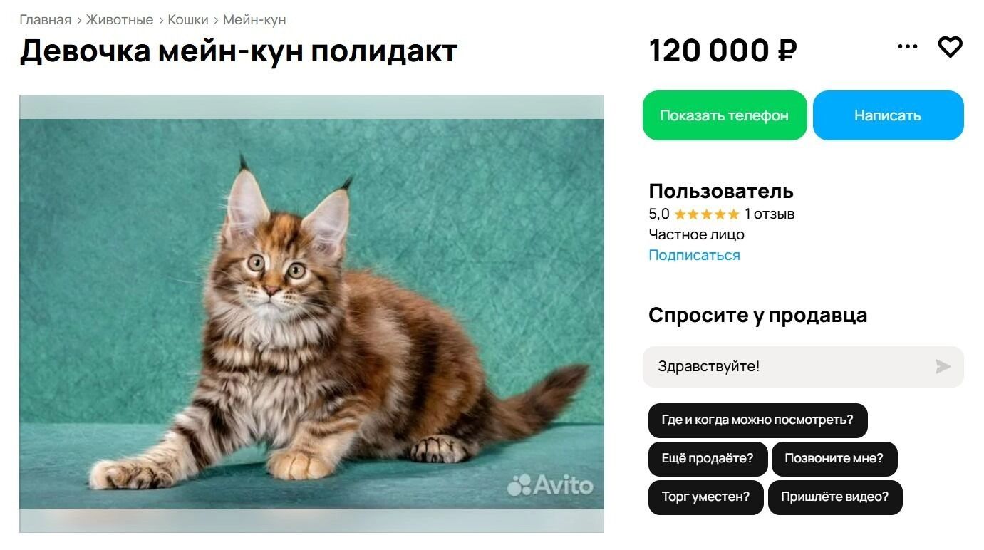 Посмотрите на красавицу породы мейн-кун