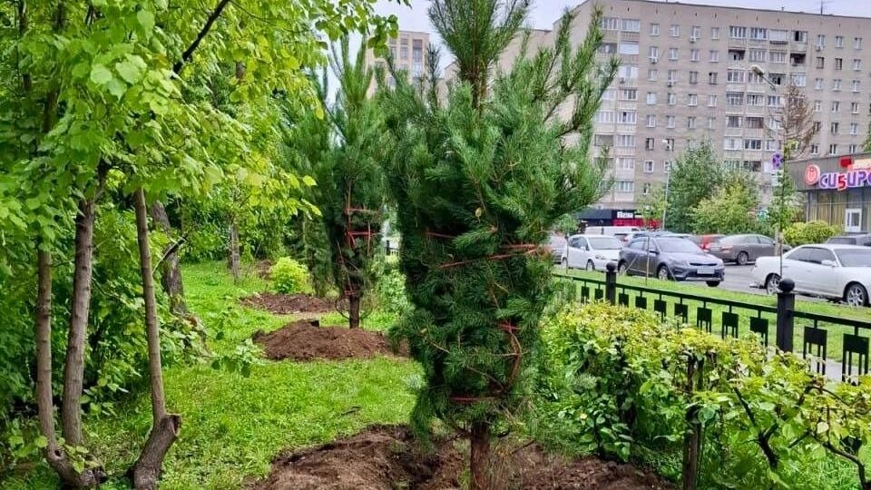 посадка деревьев