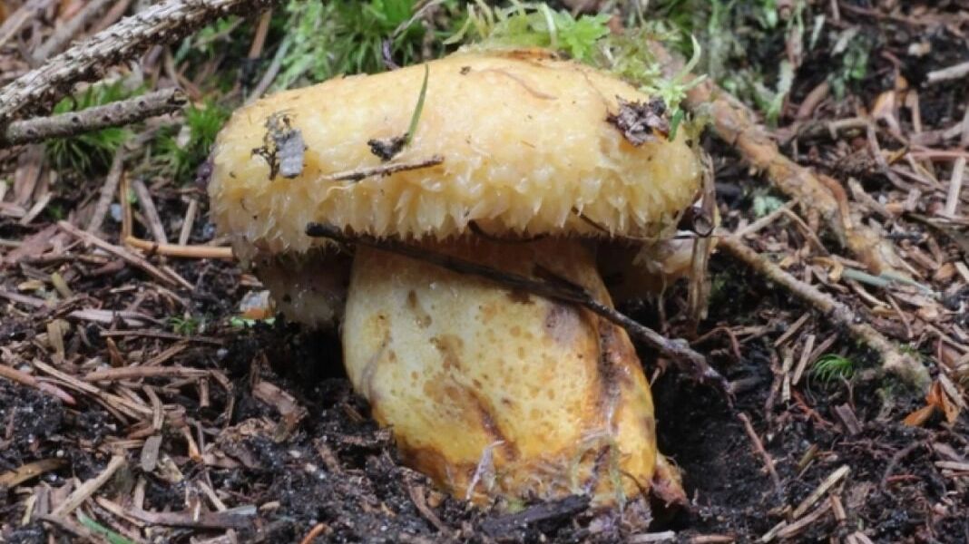 собачий груздь