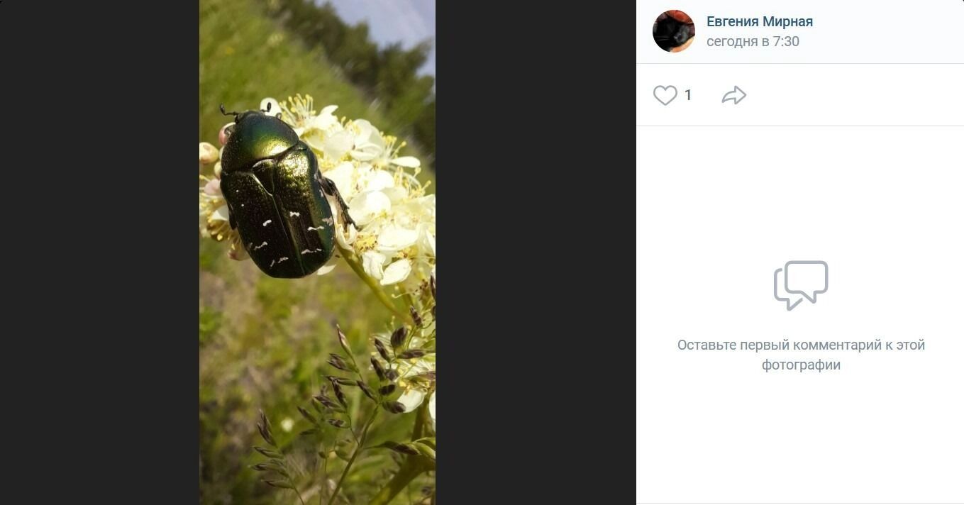 Обитатели лесов в районе Черлакского тракта