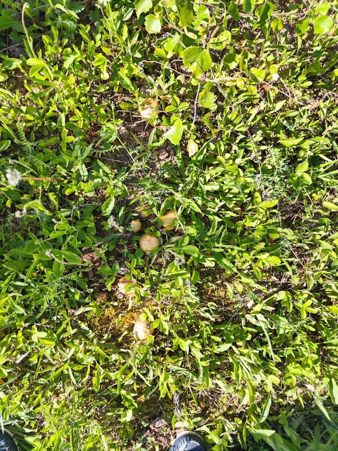 Маслята из Вачского райойна