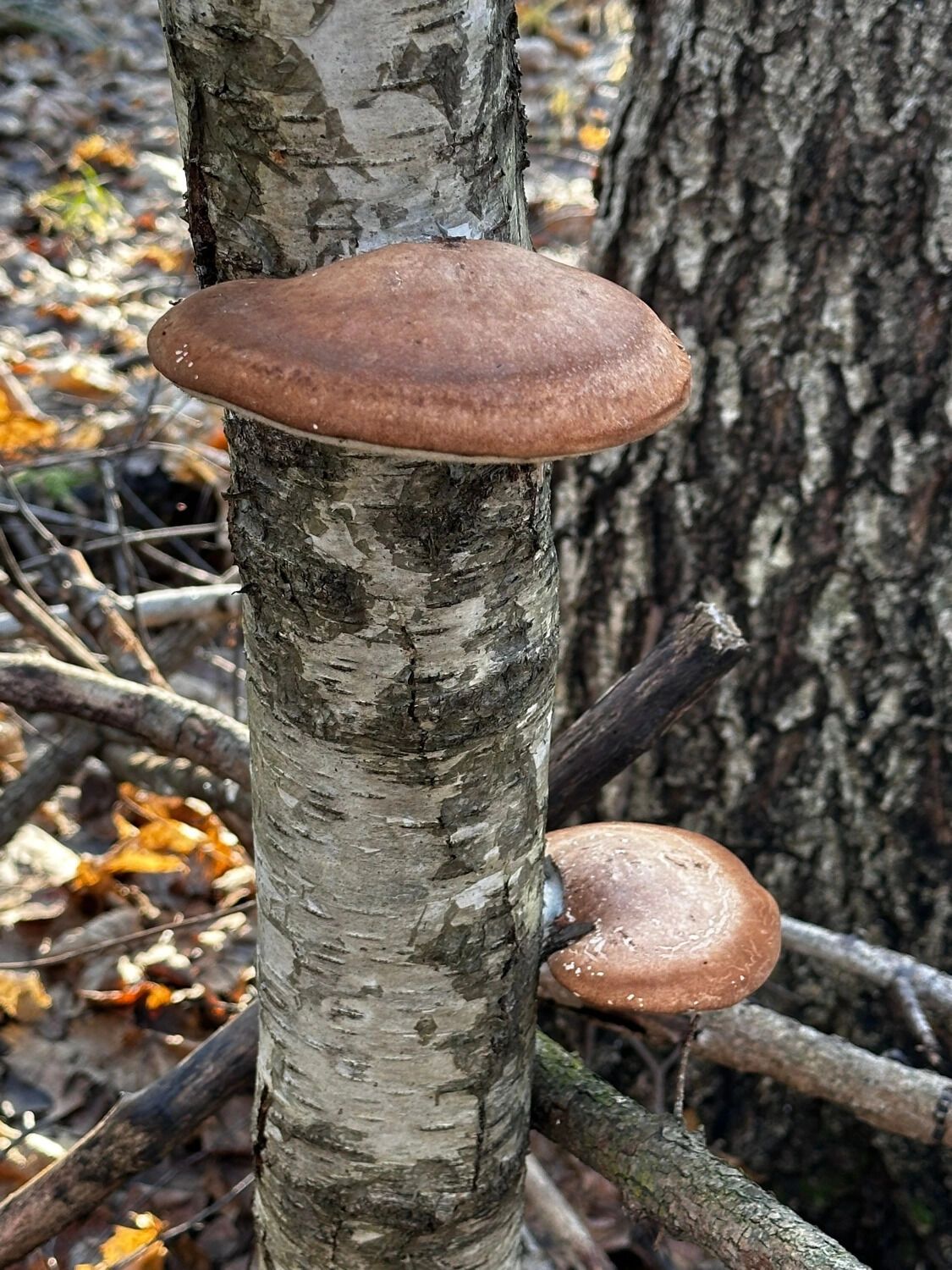 Грибы, растущие на деревьях, часто встречаются даже в ноябре