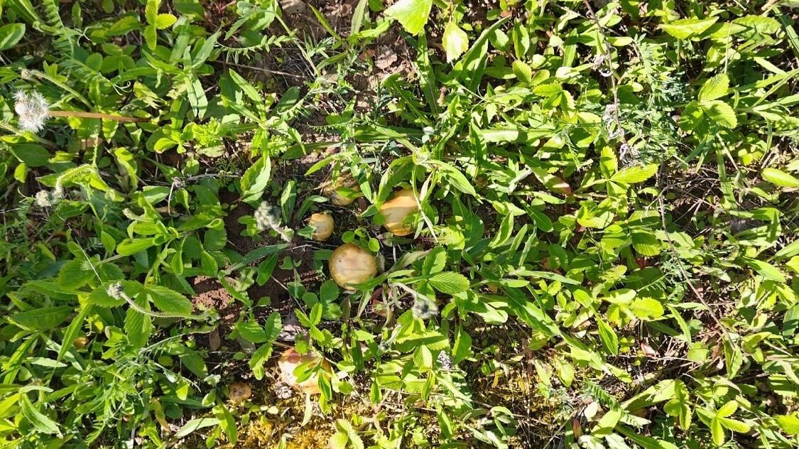 Грибы в нижегородских лесах