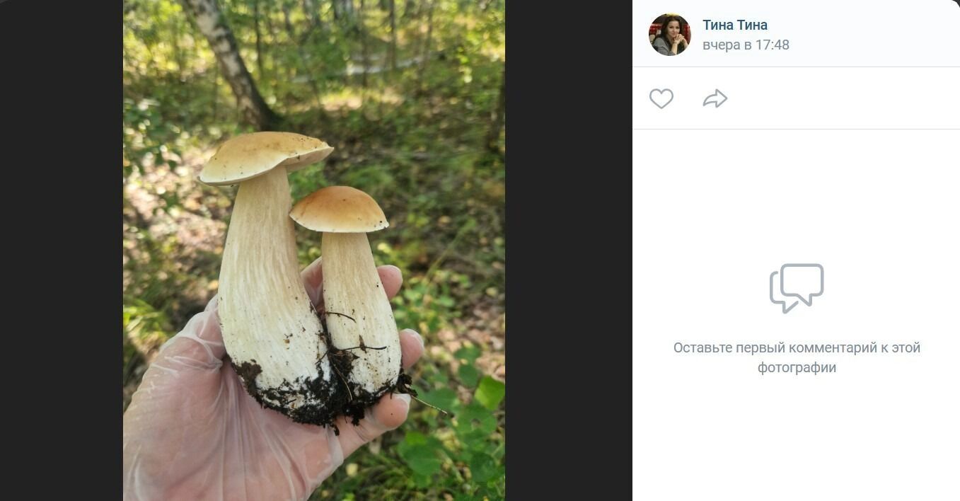 Белые грибы в&nbsp;районе Одесского