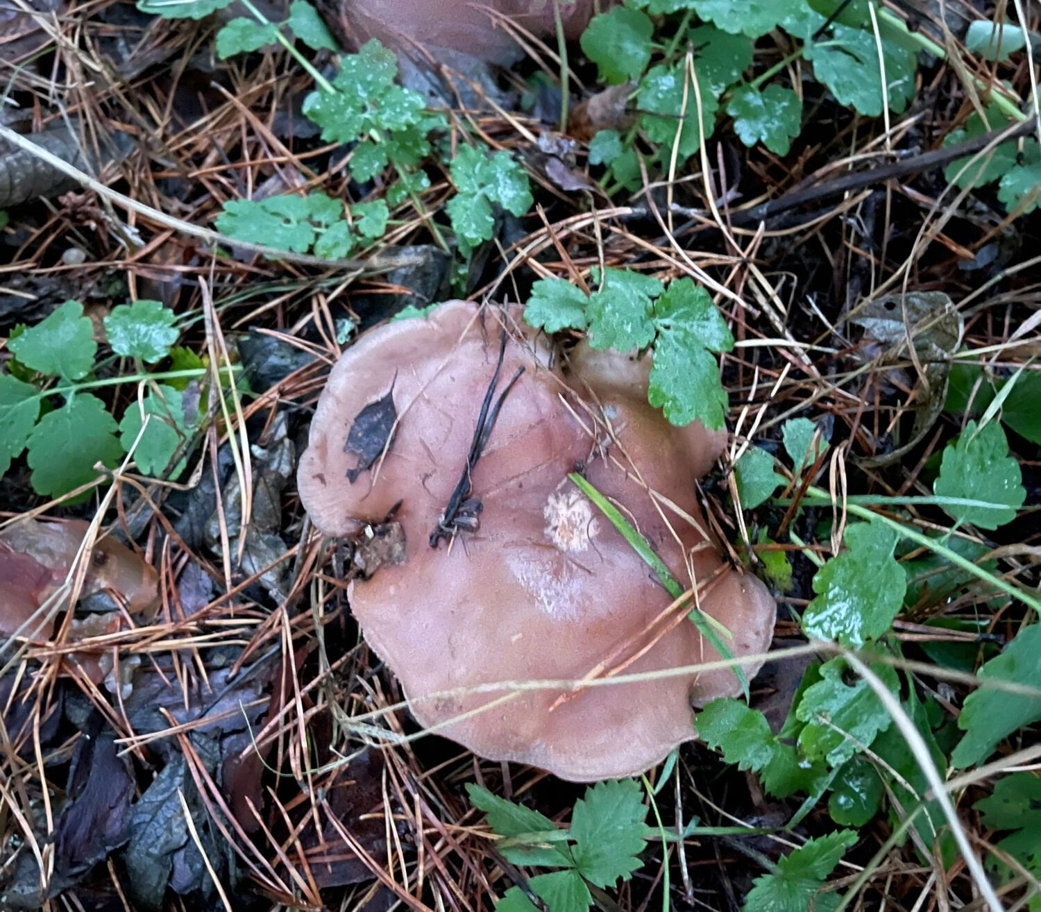 Грибов становится все меньше