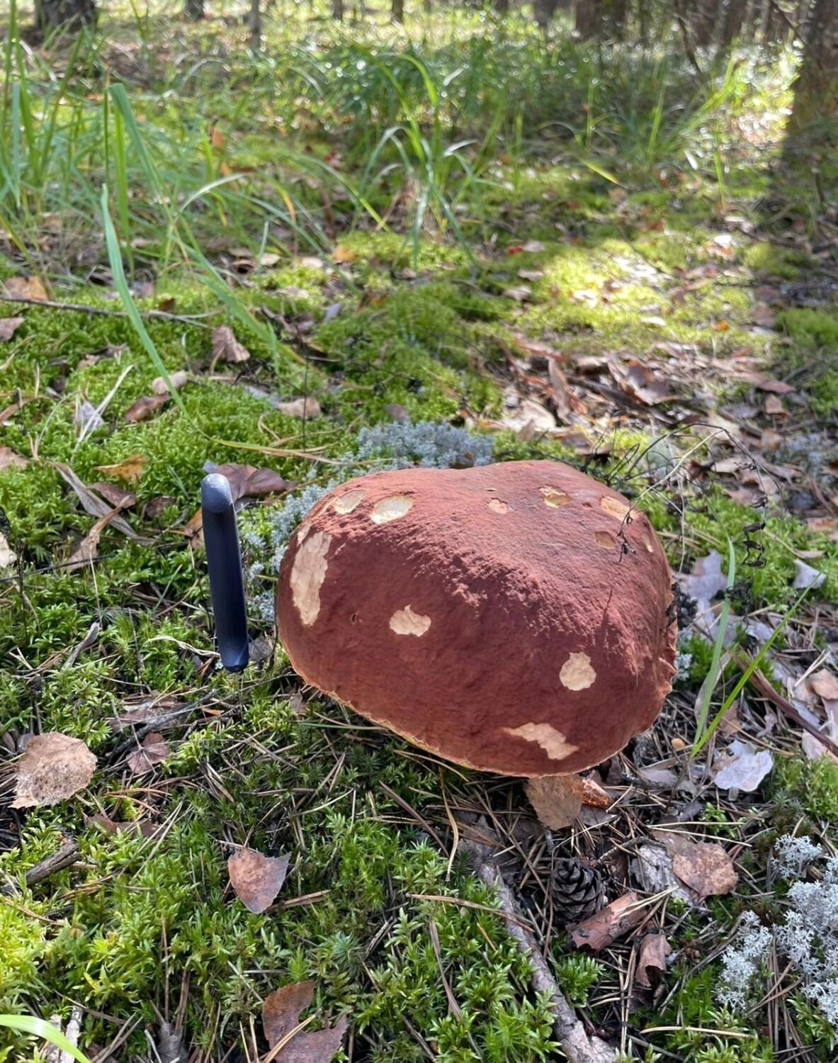 Сейчас попадаются грибы с червями