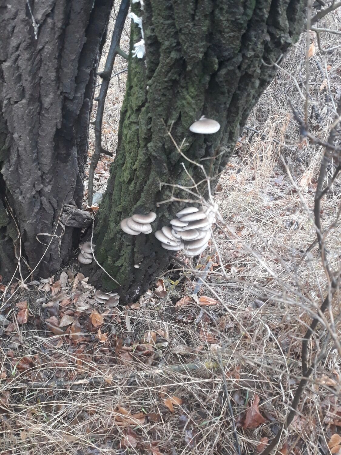 Грибы в Оренбуржье осенью