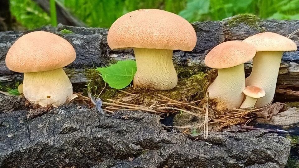 Пилолистник бокаловидный