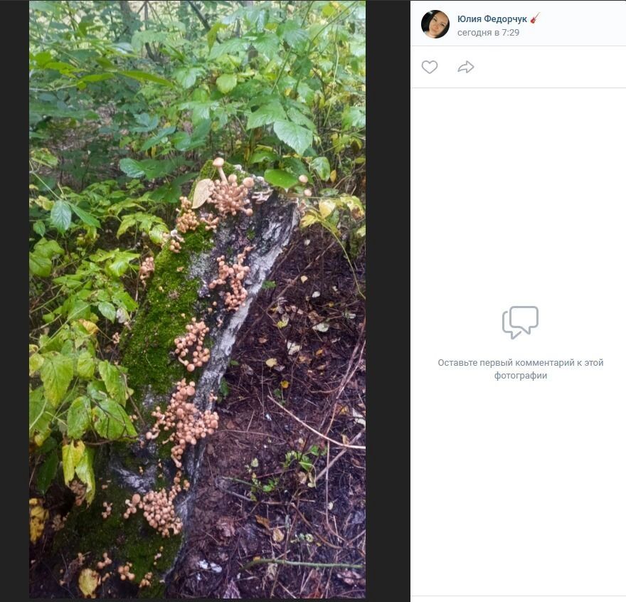 К&nbsp;сожалению, многие опята оказались червивы