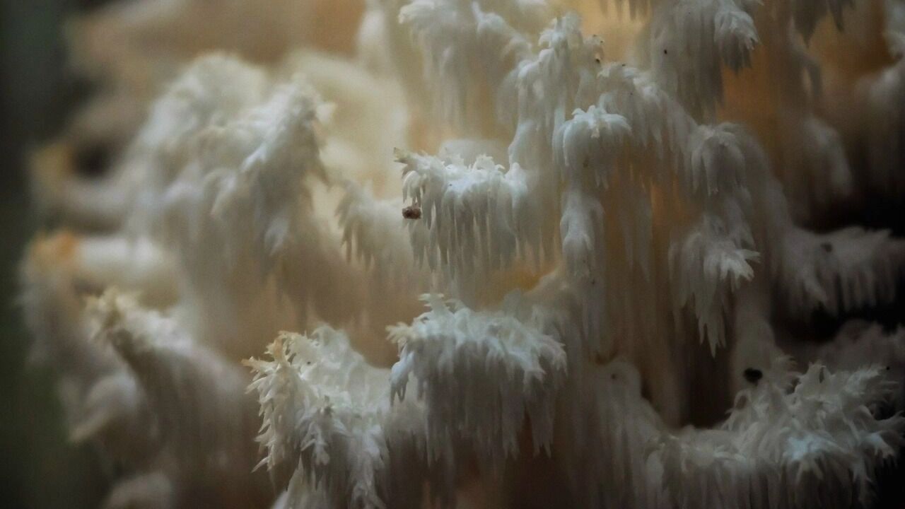 Под Первоуральском в лесу нашли очень редкие грибы