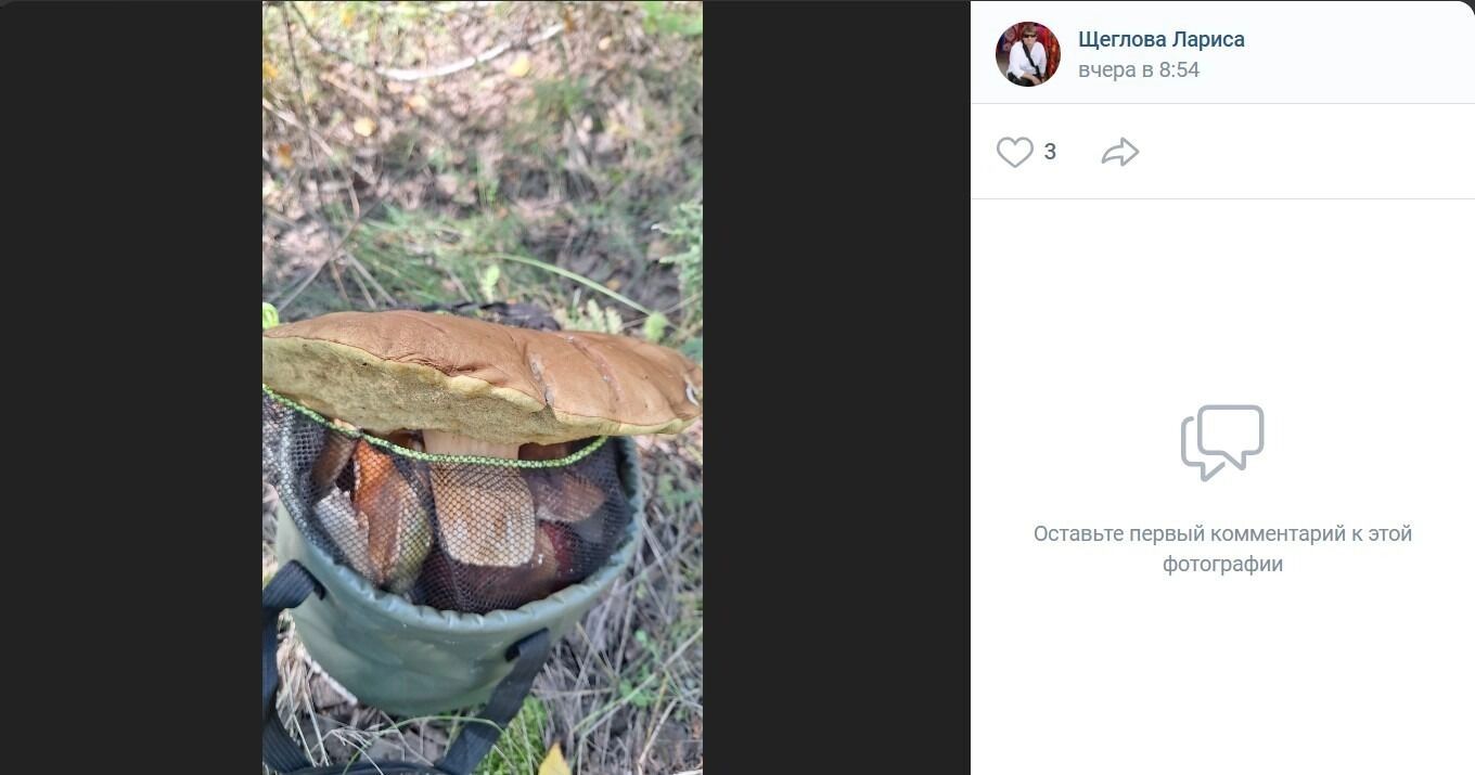 Огромные грибы в стороне Азово