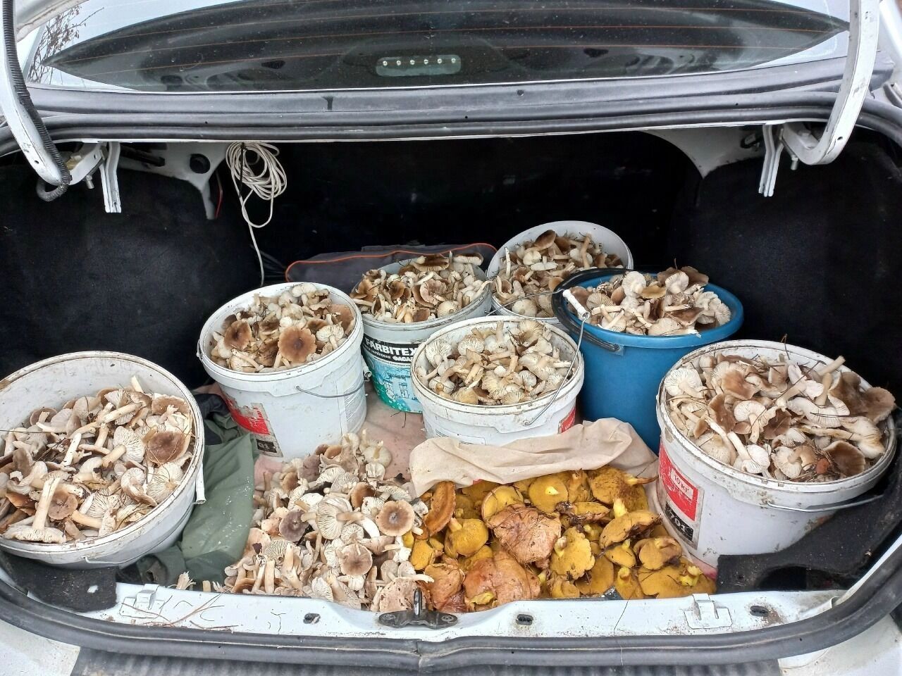 Собранные белгородцами грибы в начале декабря