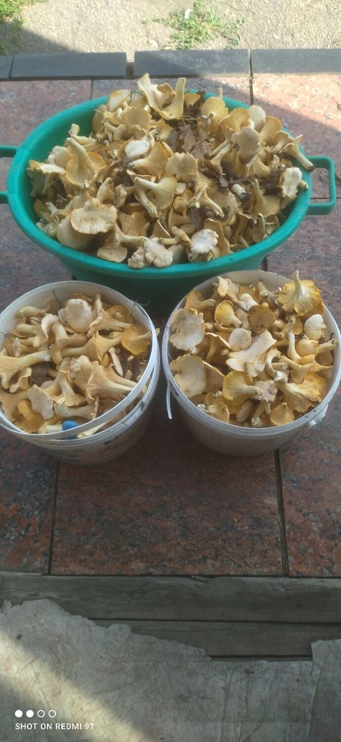 Лисички из Бутурлина