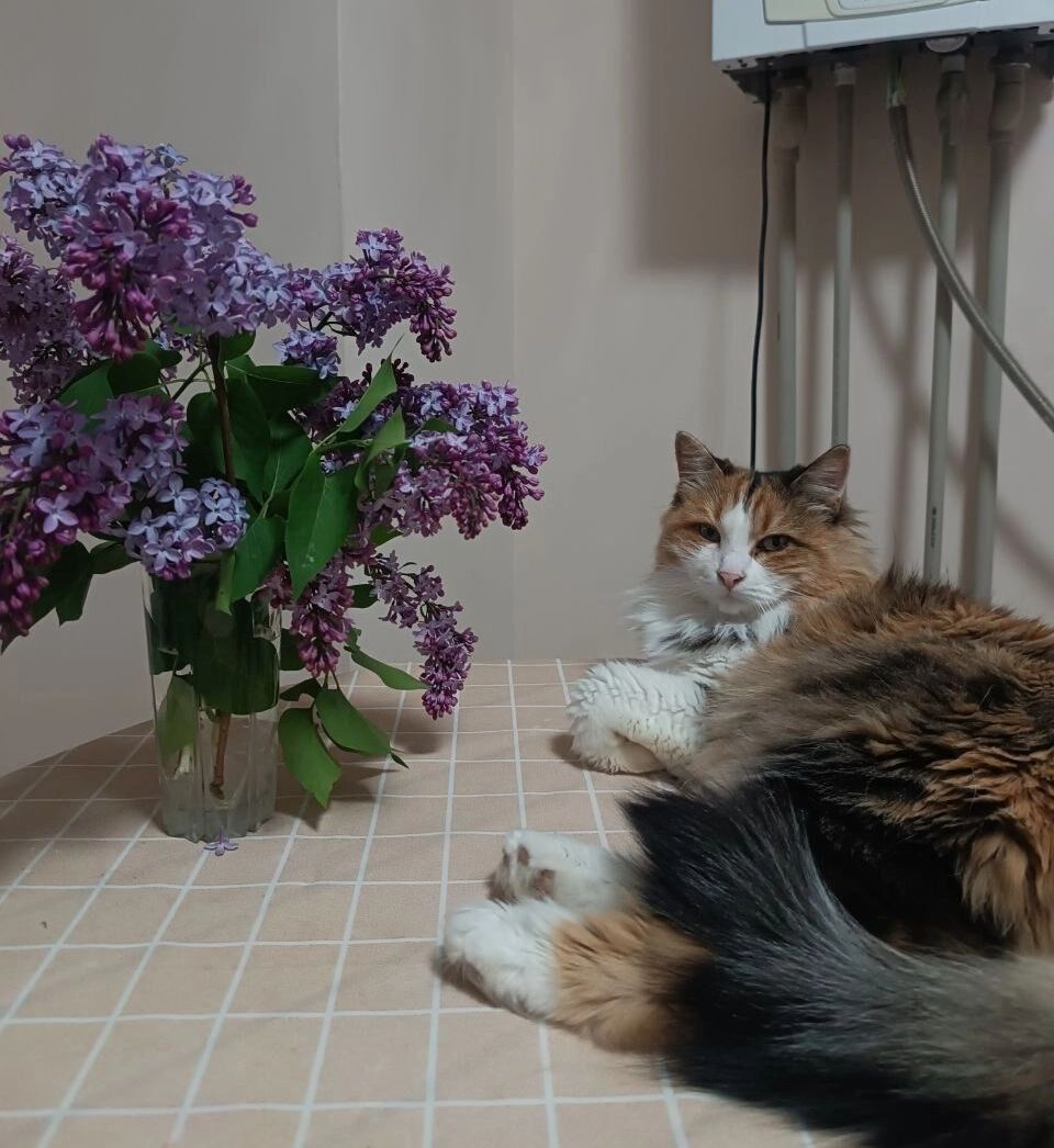 Трехцветная кошка
