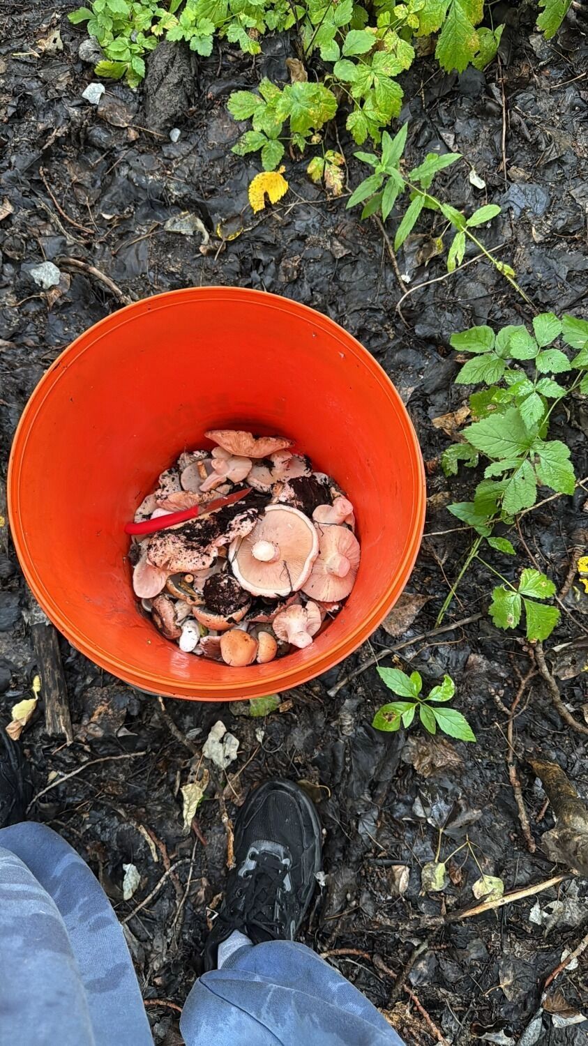 Оренбуржцы показали, какие грибы собрали в лесах в августе